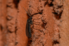 Sciaridae