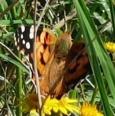 Vanessa cardui