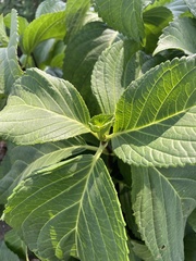Hydrangea