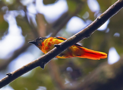 Pericrocotus speciosus