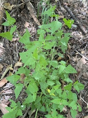 Fleischmannia incarnata