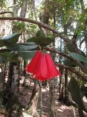 Lapageria rosea