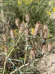 Argemone polyanthemos