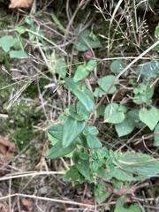 Hypericum pulchrum