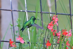 Chlorostilbon melanorhynchus