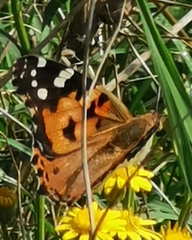 Vanessa cardui