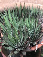 Haworthiopsis fasciata