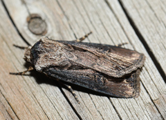 Agrotis venerabilis