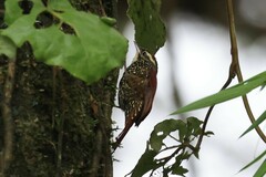 Margarornis squamiger