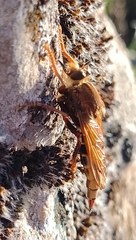 Asilus crabroniformis