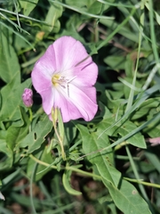 Convolvulus