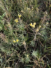 Linaria vulgaris