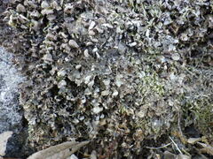 Nephroma tangeriense