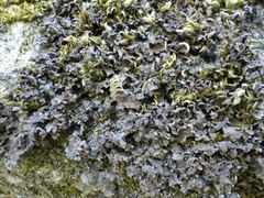 Nephroma tangeriense