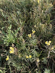 Linaria vulgaris