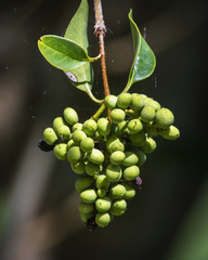 Forestiera ligustrina