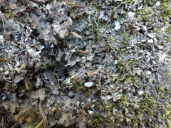 Nephroma tangeriense