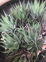 Haworthiopsis fasciata