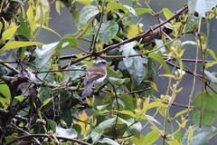 Ochthoeca rufipectoralis