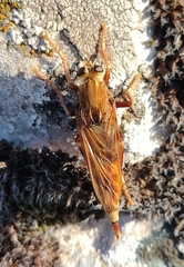 Asilus crabroniformis