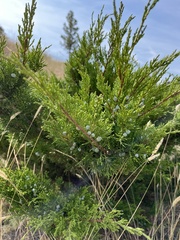Juniperus horizontalis