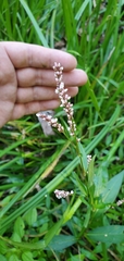 Persicaria hydropiperoides