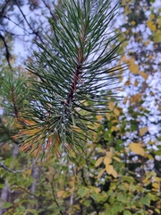 Pinus contorta