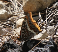 Charaxes jasius