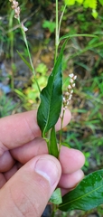 Persicaria hydropiperoides
