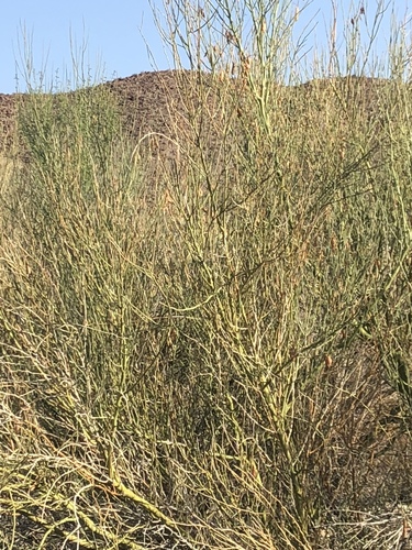 iNaturalist observation photo of blue palo verde