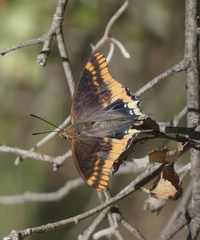 Charaxes jasius
