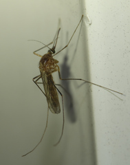 Culiseta inornata
