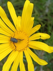 Euryops speciosissimus