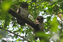 Strix virgata