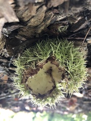 Castanea mollissima