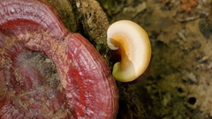 Ganoderma