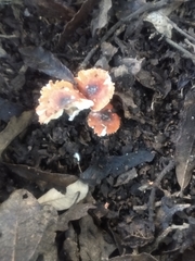 Leucoagaricus rubrotinctus