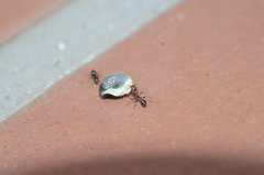 Tetramorium sericeiventre
