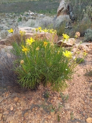 Euryops speciosissimus