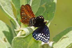 Speyeria nokomis