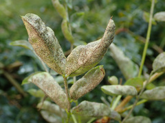 Erysiphe palczewskii