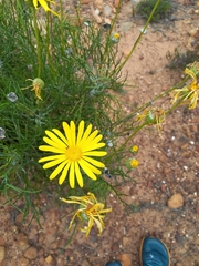Euryops speciosissimus