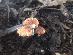 Leucoagaricus rubrotinctus