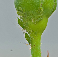 Macrosiphum rosae