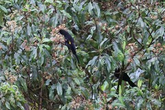 Cacicus chrysonotus