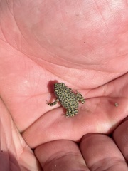 Anaxyrus debilis
