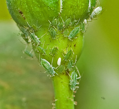 Macrosiphum rosae