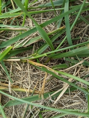 Lolium multiflorum