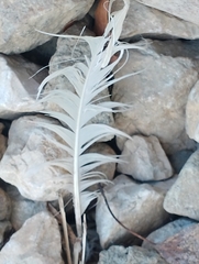 Cygnus olor