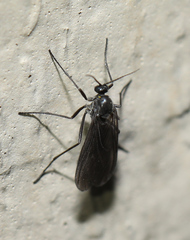 Sciara hemerobioides